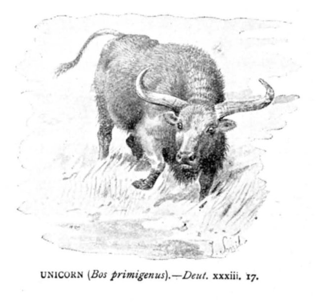 deut3317unicorn.jpg