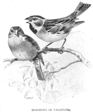 sparrows_of_palestine.jpg