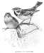 sparrows_of_palestine_small.jpg